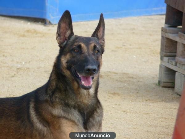 excelente camada pastor belga malinois cachorros