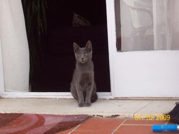 gatito azul rusia abandonado en la calle busca hogar