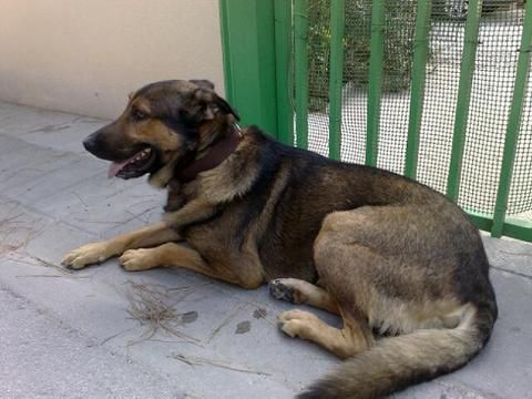 Pastor aleman con pastor belga perdido en barcelona