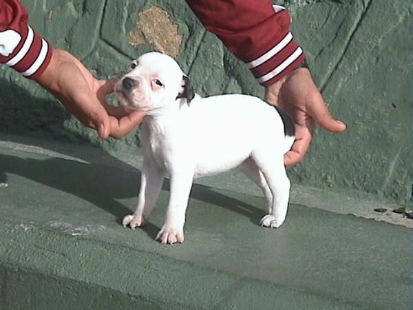 staffordshire bullterrier (cachorros)