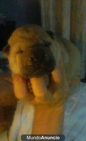 vendo cachorros sharpeis 250 euros!!!