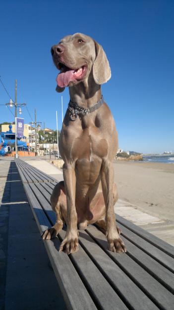 Weimaraner