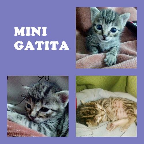 Mini gatita en adopción. sevilla