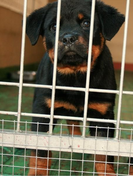 CACHORRO MACHO IMPRESIONANTE !