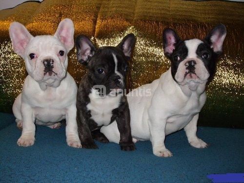 cachorros de bulldog frances, preciosos   120