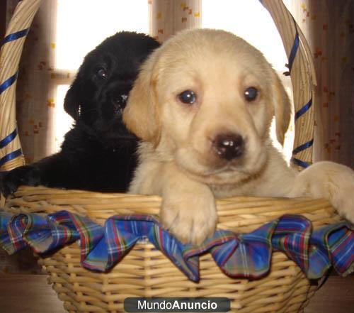 Labradores guapisimos!!