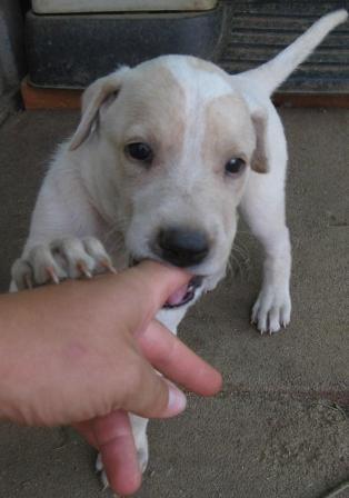 Perritos (y gatos) para Adopción