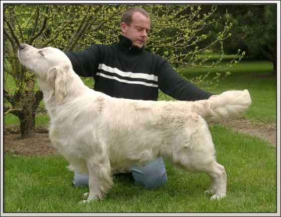 PROXIMA CAMADA- L´ARCA DAURADA- GOLDEN RETRIEVER