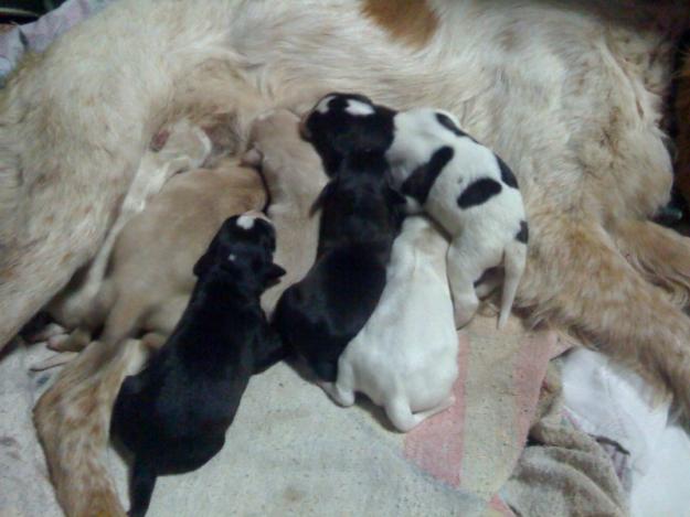 Regalo cachorros de breton español--con cruce de aslaka (perros medianos)