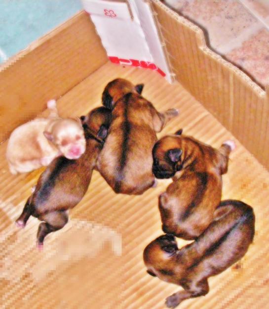 se vende cachorritos cruze de yorkshire