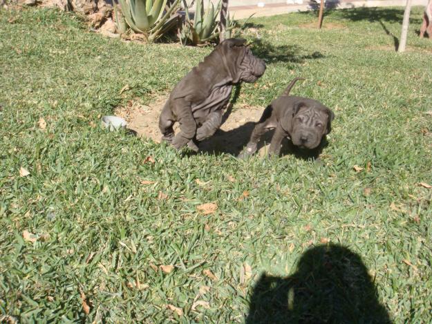 Se vende sharpei azul en malaga