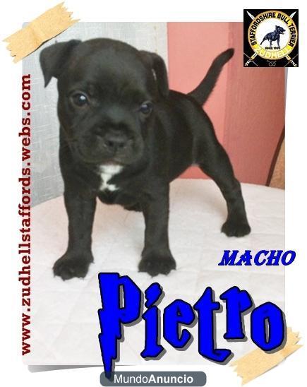 staffordshire bull terrier,staffies,criadores,criadero,cachorros,venta,stafford,Madrid,linea inglesa y sudafricana