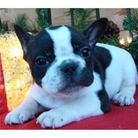 Ultimo cachorro de Bulldog Frances con pedigree