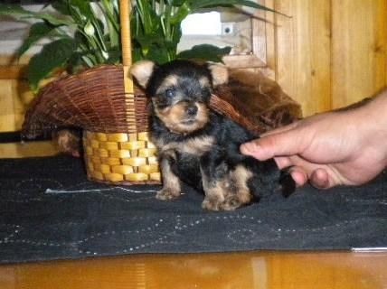 Yorkshire terrier 2 hembras y un macho  con pedigri opcional