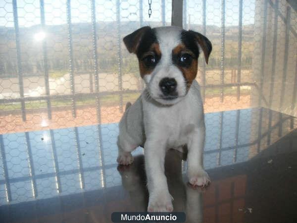 ¡Tu Jack Russel, garantía por escrito!