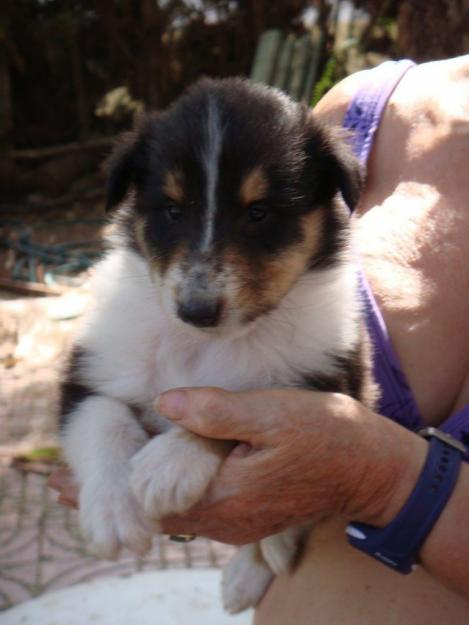 Cachorros Collie