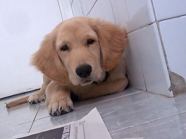 Vendo Golden Retriever 250 Euros