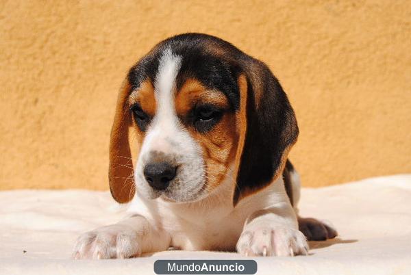 Beagles Las Viñas,LOE