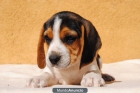 Beagles Las Viñas,LOE - mejor precio | unprecio.es