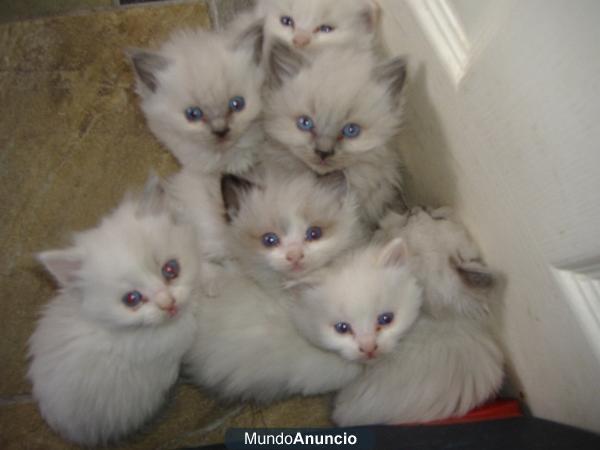 6 gatitos ragdoll