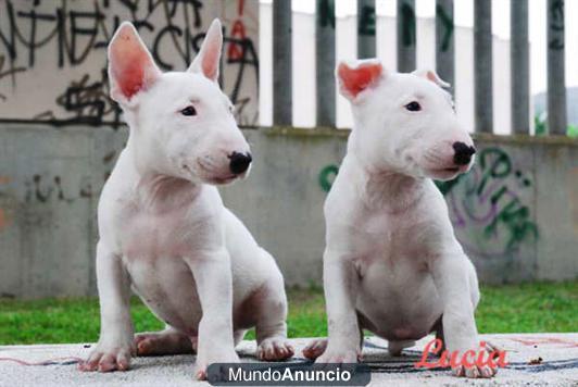 Bullterrier excelentes y buen precio