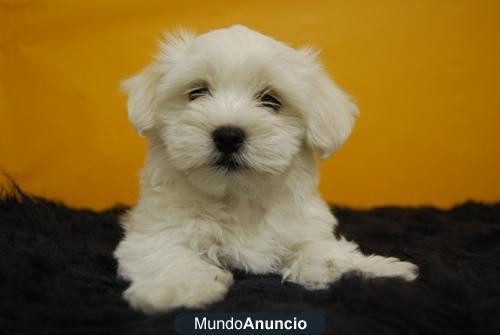 cachorritos de Bichon maltes de mucha calidad, ven a verlos\'¡