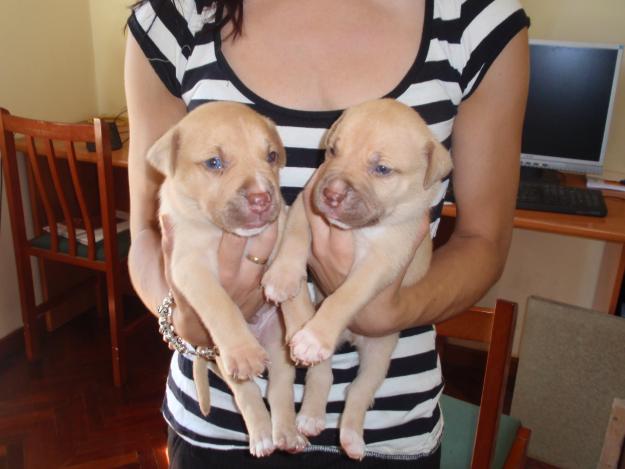 CACHORROS AMERICAN STAFFORD