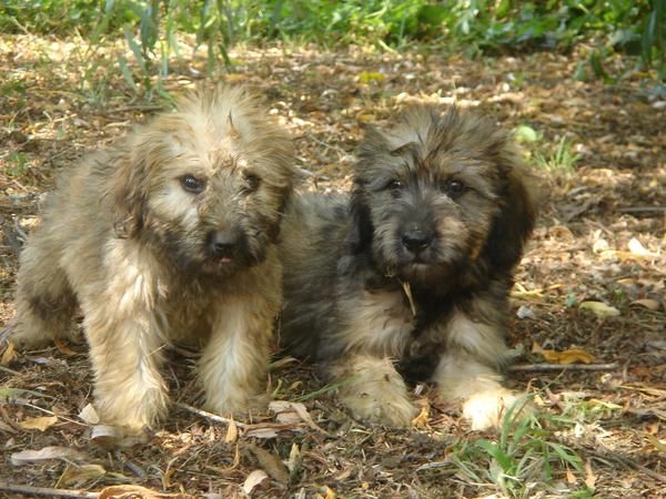 CACHORROS DE GOS DATURA CATALA 650