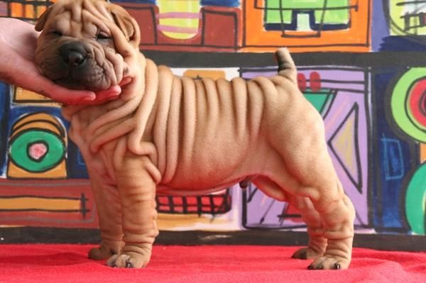 camada shar pei