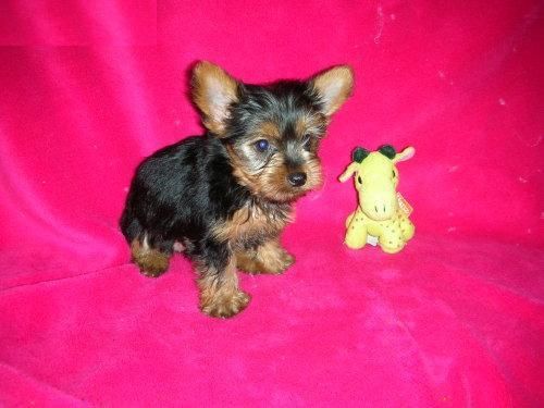 COMPRO/ADOPTO YORSHIRE TERRIER ENANO