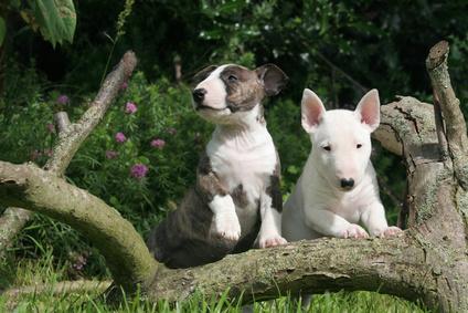 Fantasticos Bullterrier blancos con parche de 2 meses.