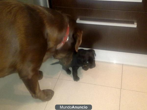 labrador cachorro