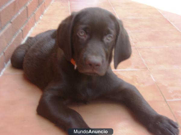 LABRADOR RETREIVER COLOR CHOCOLATE 6 MESES MACHO