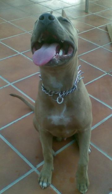 pitt bull para montas