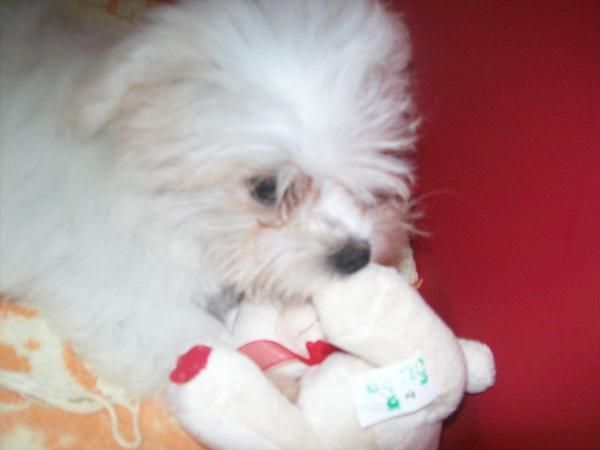 SE VENDE BICHON MALTES