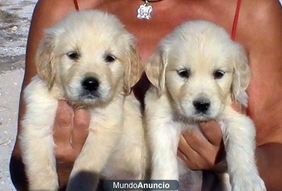 VENDO CACHORROS DE GOLDEN RETRIEVER