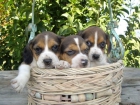 ARCO DE CAPARRA"VENDE PRECIOSOS BEAGLE TRICOLOR CON PEDIGRE A 250 - mejor precio | unprecio.es