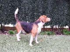 Beagle para montas - mejor precio | unprecio.es