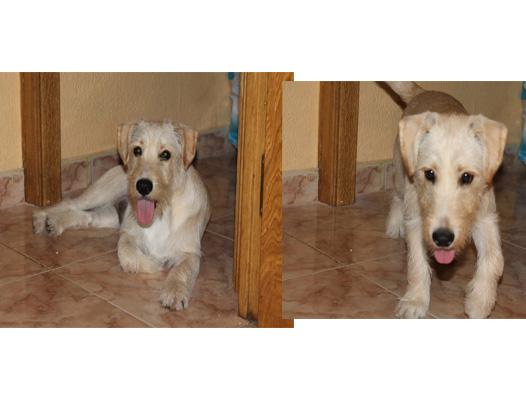 bobi en adopcion