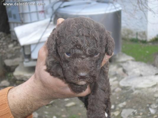 Bonitos cachorros de Perro de agua Español