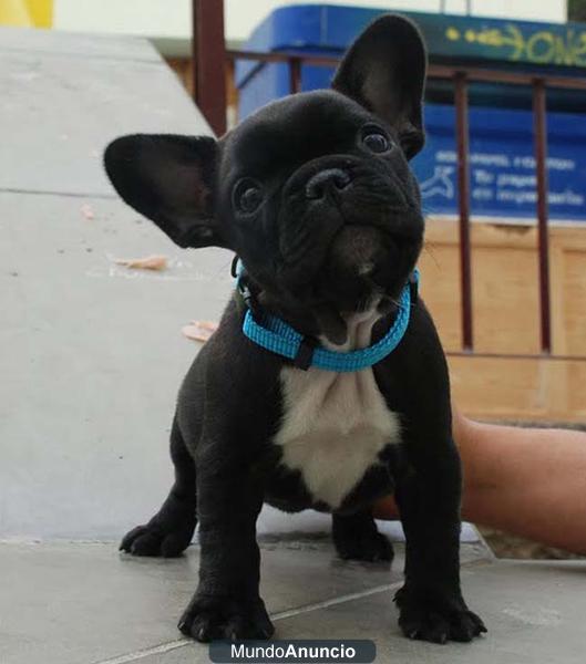 Cachorrita Bulldog frances con pedigree