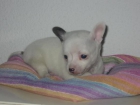 Chihuahua,cachorro macho blanco,pedigree,es el de las fotografías. - mejor precio | unprecio.es