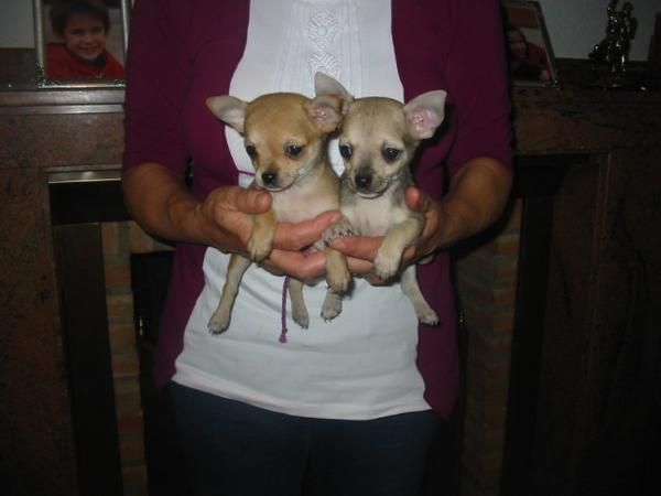 Chihuahuas,cachorros pequeñitos,con pedigree.