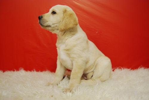 Labrador Retriever nacionales de calidad , cachorros por 390 euros Garantizados