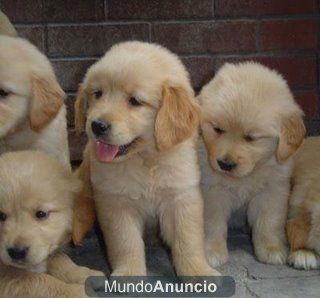 PRECIOSOS CACHORROS DE GOLDEN RETRIEVER 450 EUROS