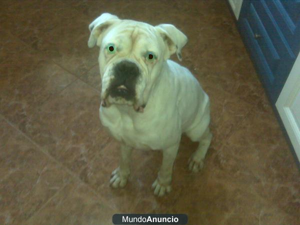 Regalo boxer macho