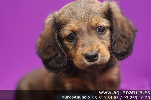 TECKEL PELO LARGO - CACHORROS -  GARANTÍA AQUANATURA  - TIENDA EN BARCELONA – VENTA – CRIADERO Camada preciosa de Teckel