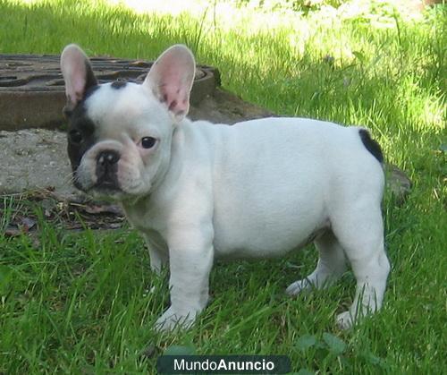 adorable bulldog francés para su aprobación/ Barcelona