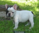adorable bulldog francés para su aprobación/ Barcelona - mejor precio | unprecio.es