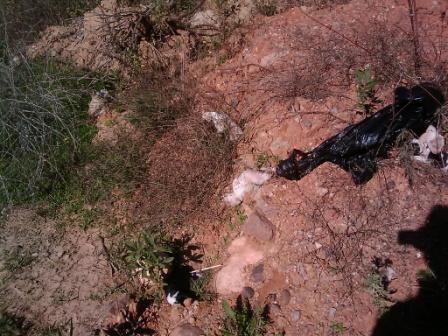 Cachorros tirados por un puente, han sobrevivido 3